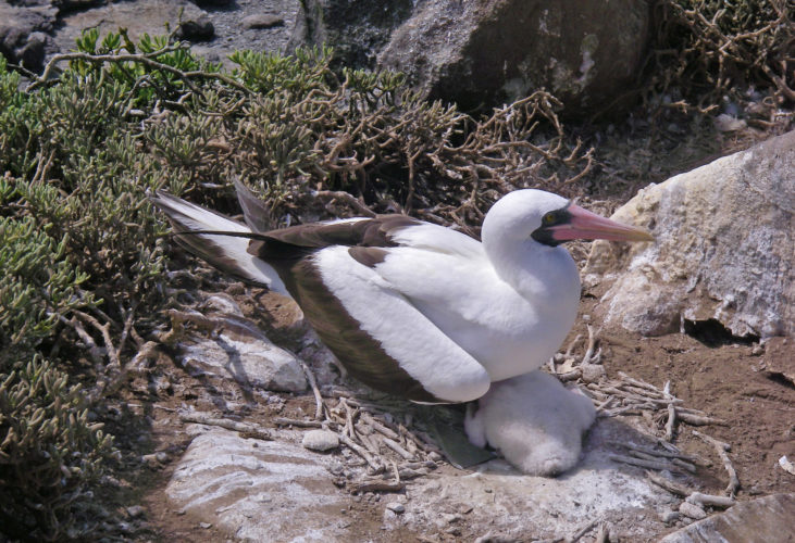 Nazca Booby on a nest with a chick, Espanola Island