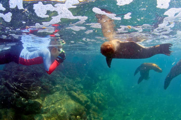 Student snorkeling with curious sea lions, Galapagos student trip