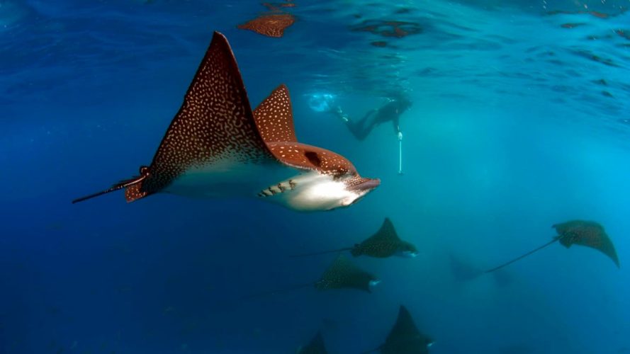 Galapagos sustainable tour, Kicker rock, Eagle Ray, Galapagos Islands