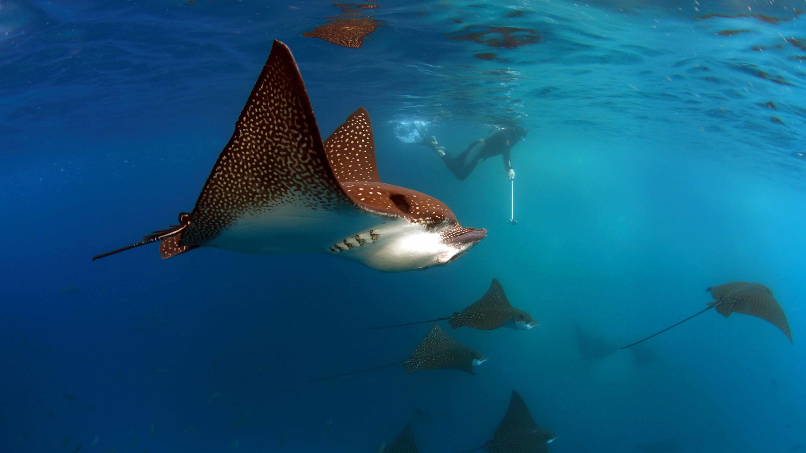 Galapagos Snorkeling with an eagle ray