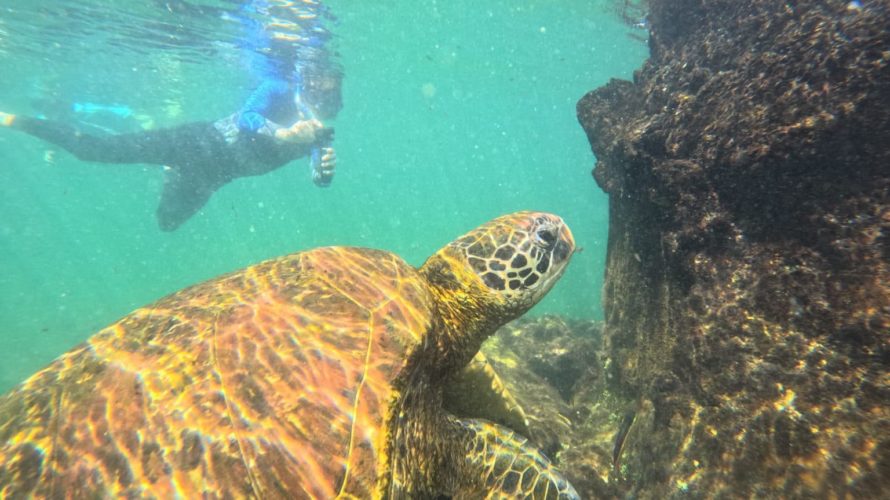 Sea Turtle, Los Tuneles, Isabela Island, galapagos tour snorkeling