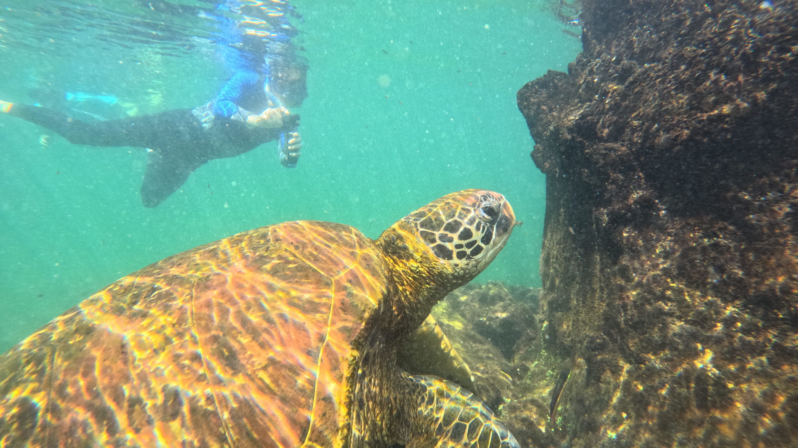 Snorkeling man photographing a sea turtle underwater in Los Tuneles, near Isabela Island, Galapagos Islands