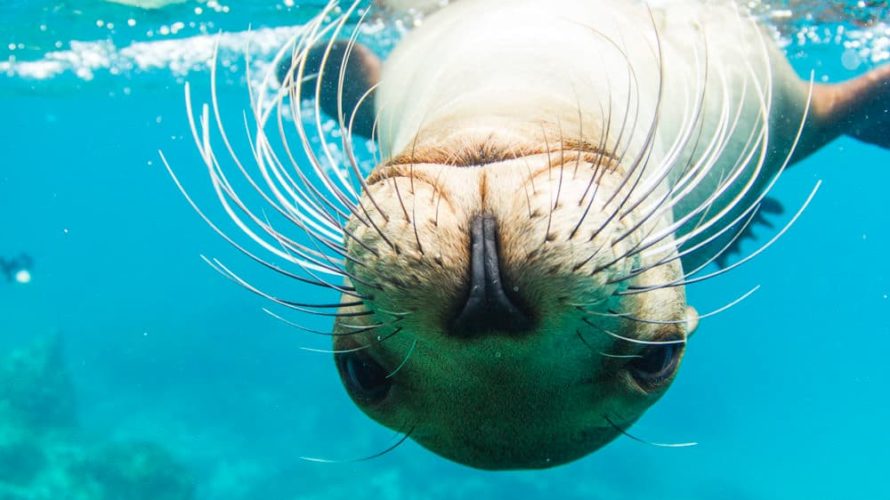 galapagos snorkel, galapagos sustainable tour, Sea Lion, Galapagos Islands