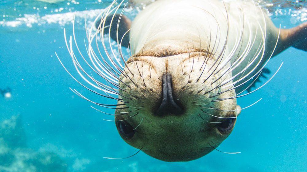 Underwater view of a playful sea lion swimming in the Galapagos Islands