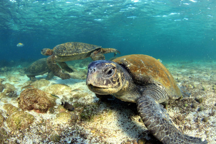Snorkeling with Galapagos sea turtles in their natural habitat, showcasing Galapagos wildlife