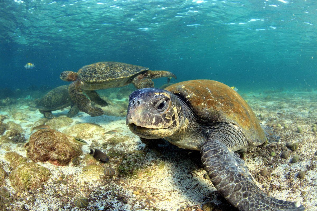 Snorkeling with Galapagos sea turtles in their natural habitat, showcasing Galapagos wildlife