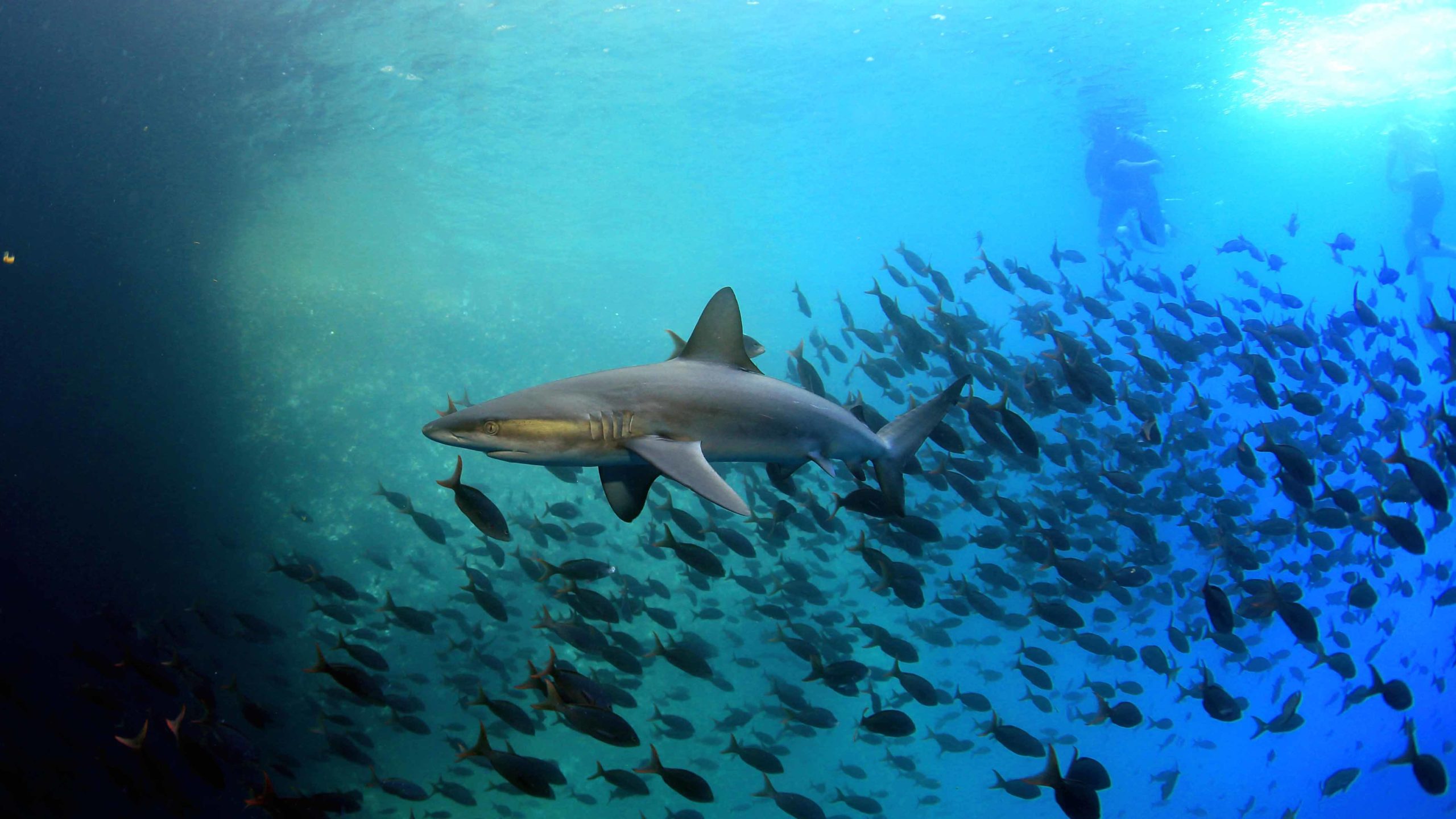 Snorkeling in the Galapagos Islands near colorful fish and a Galapagos shark