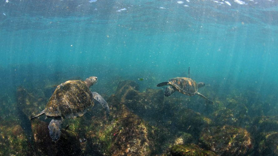 Galapagos Island hopping tour snorkel with sea turtles