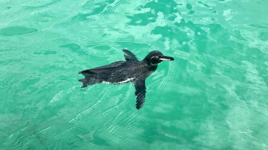 Galapagos kayak, Galapagos penguin , Las Tintoreras, Isabela Island