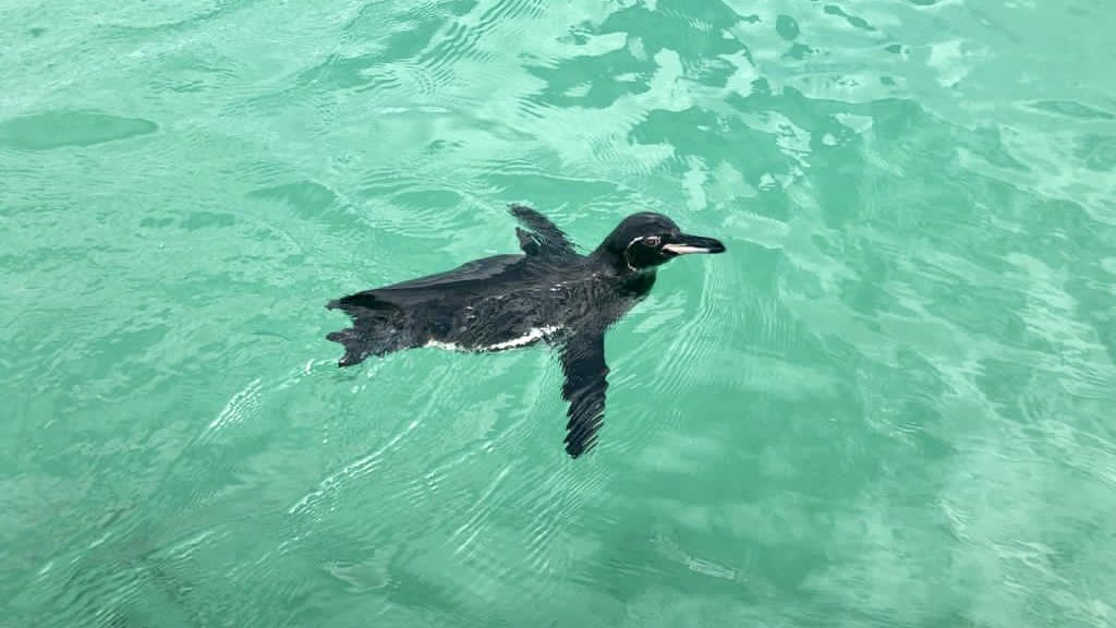Galapagos penguin swimming near Tintoreras Isabela Island Galapagos