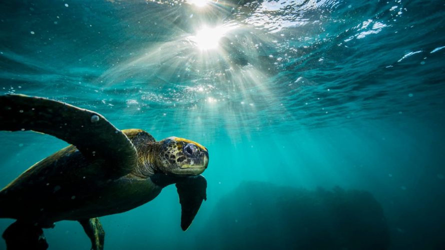 Galapagos, sea turtle, Galapagos sustainable tour snorkel