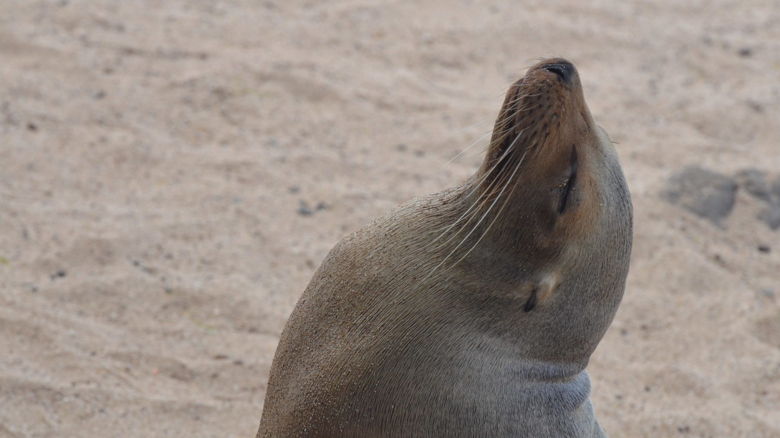 San Cristobal Waterfront Sea Lion 