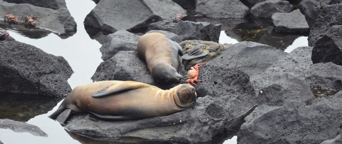 Galápagos San Cristóbal Sea Lions Waterfront Lava Rock Sally Crab