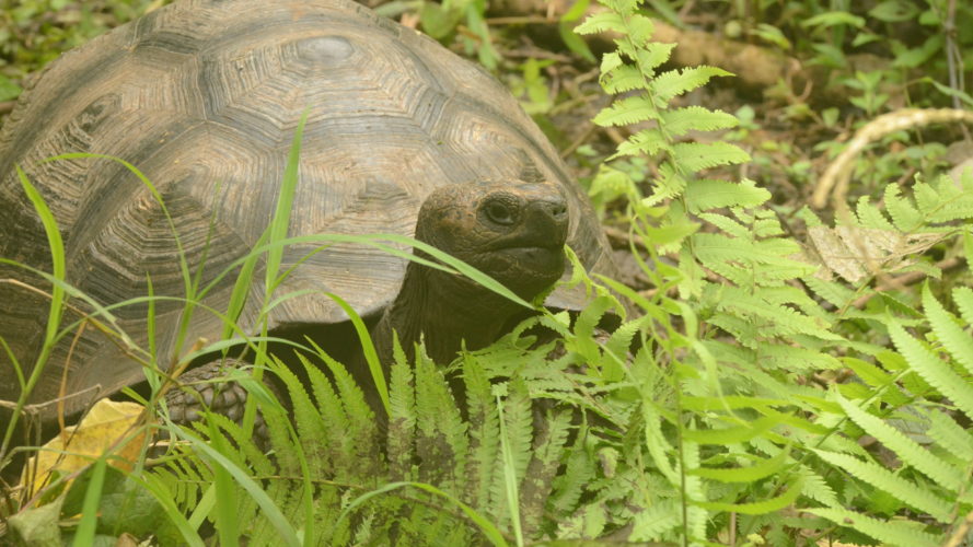 Galapagos highlands - Giant tortoise hike - Galapagos eco tour