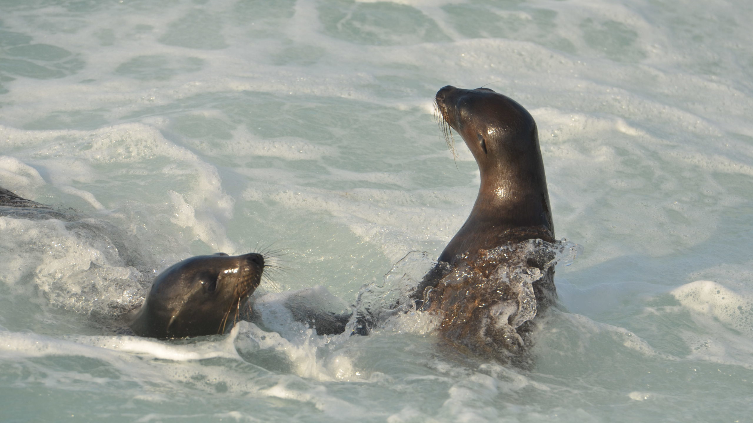 San Cristobal Puerto Baquerizo Moreno Waterfront Sea Lions Swimming
