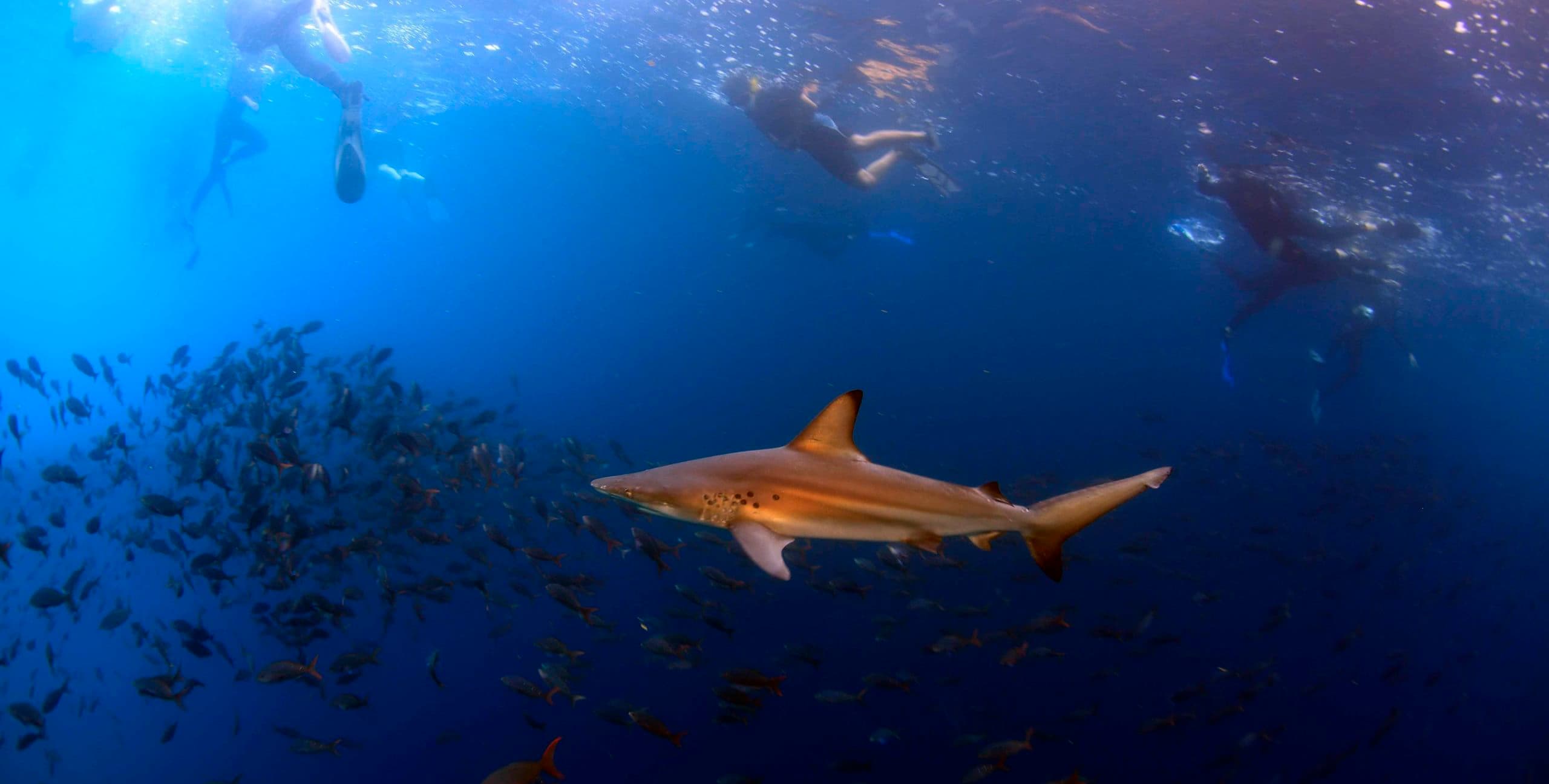 Galapagos Sustainable tour - kicker rock snorkel - swimming with sharks