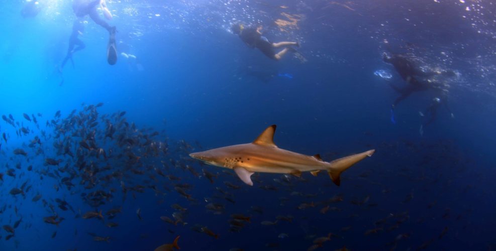 Snorkelers swimming alongside reef sharks in the Galápagos Islands