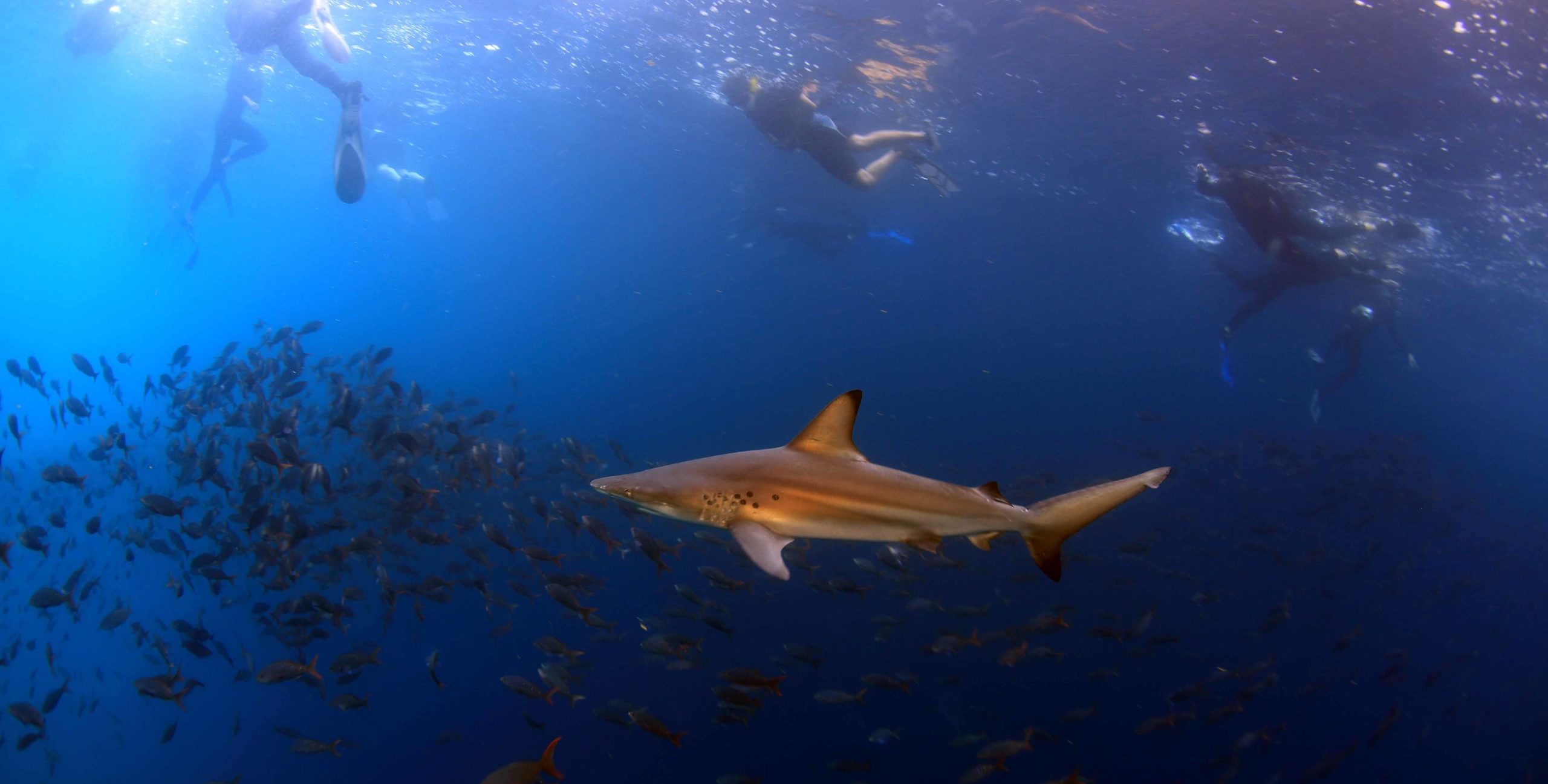 Snorkelers swimming alongside reef sharks in the Galápagos Islands