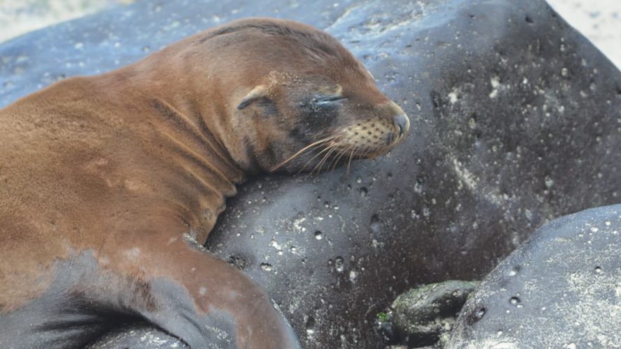 Galapagos san cristobal Sea lion Pup sleeping - Galapagos sustainable land based tour