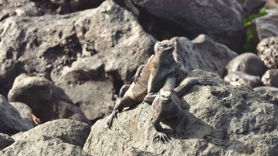 Floreana - Day tour - Marine Iguana in the Galapagos