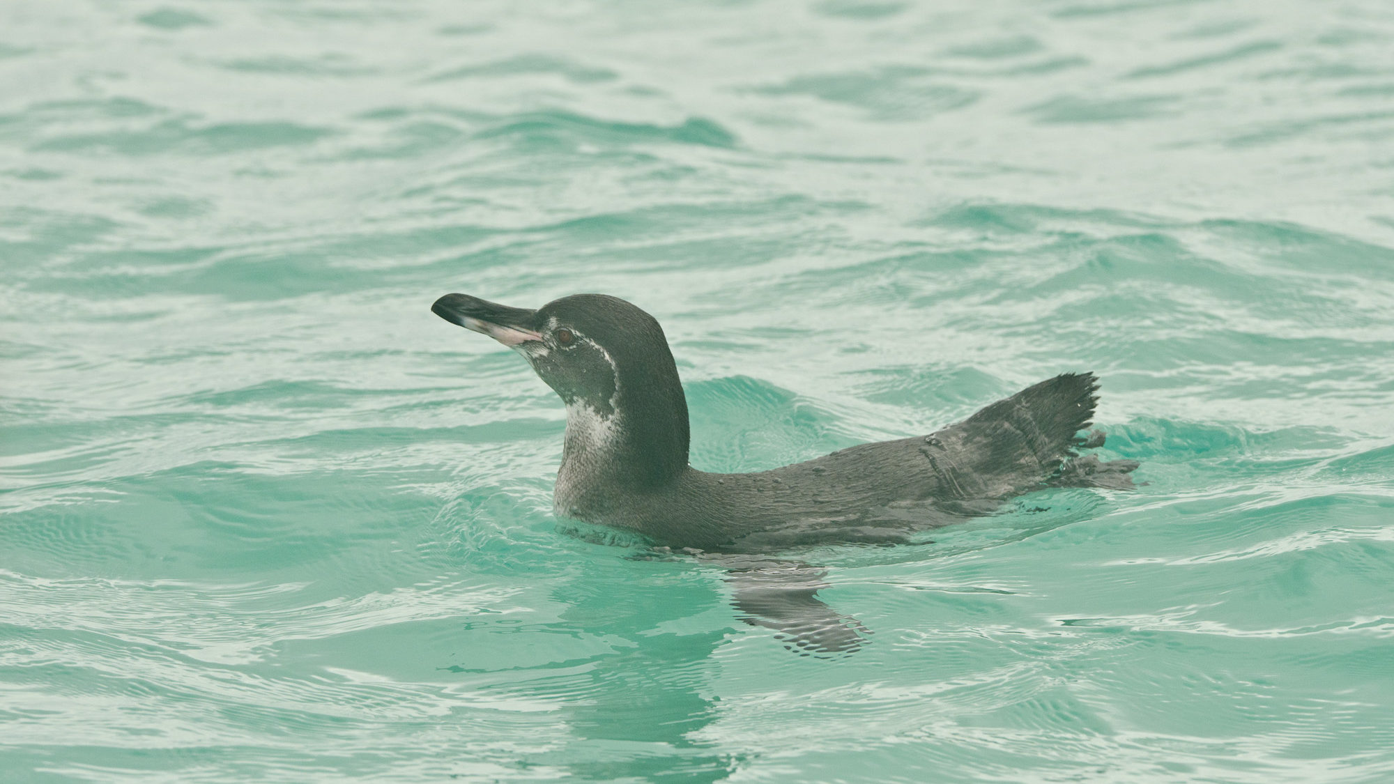 Galapagos Islands, Isabela Island, Galapagos Penguin swimming