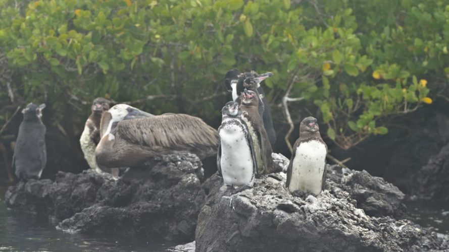 Galapagos isabela island penguins - Boat tour - Las Tintoreras