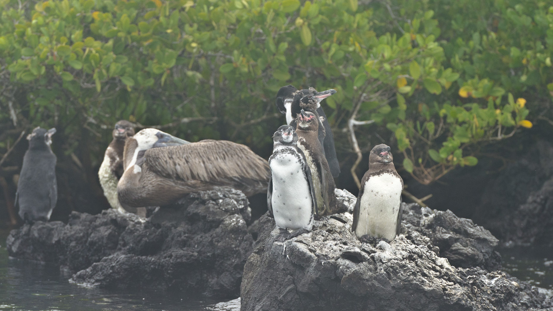 Galapagos Islands, Isabela Island, Galapagos Penguins resting in volcanic rocks near mangroves