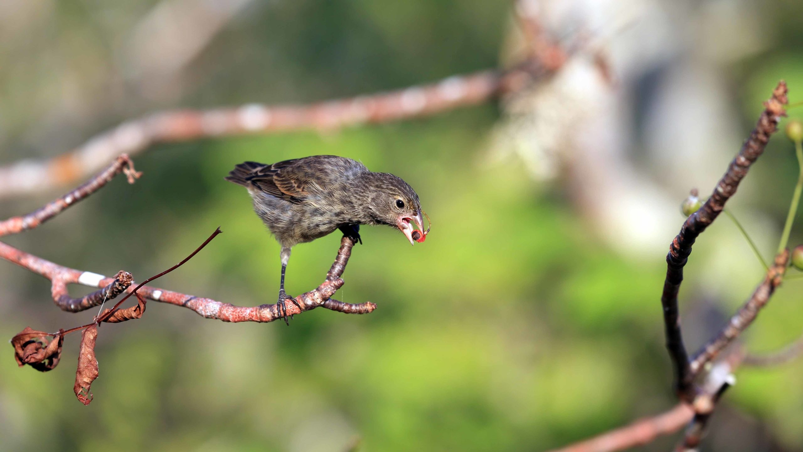 Galápagos finch eating, sustainable travel student trip featuring wildlife observation of Galápagos finches