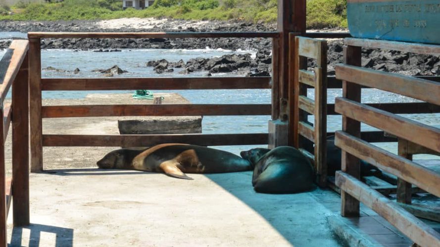 Galapagos floreana - Galapagos floreana Island Land Based sustainable trip