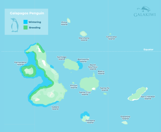 Galapagos Penguin map, Where to see Galápagos penguins on the islands, including key wintering and breeding sites