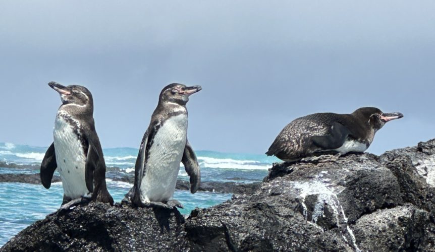 Galapagos Islands, Isabela Island, Galapagos Penguins resting in volcanic rocks