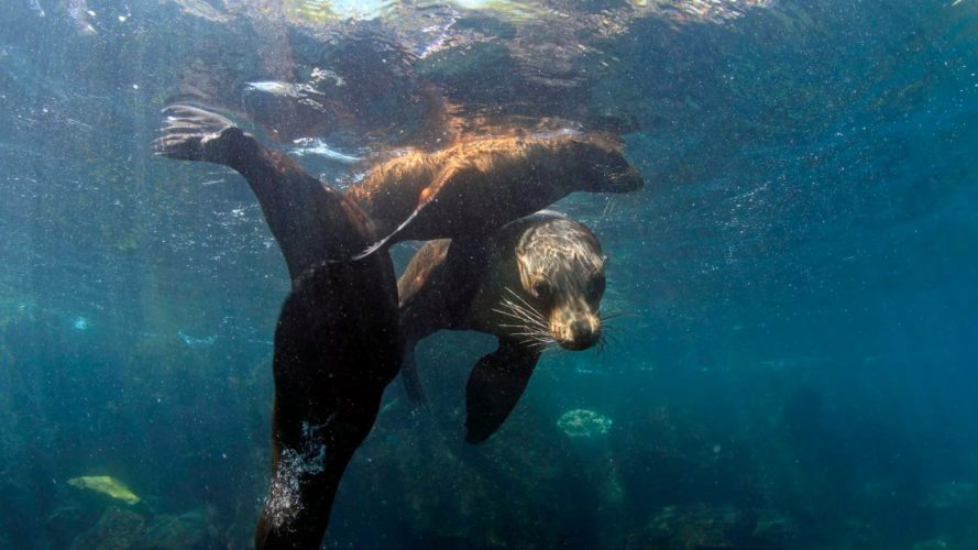 Galapagos snorkeling with sea lions - Galapagos land-based sustainable tour