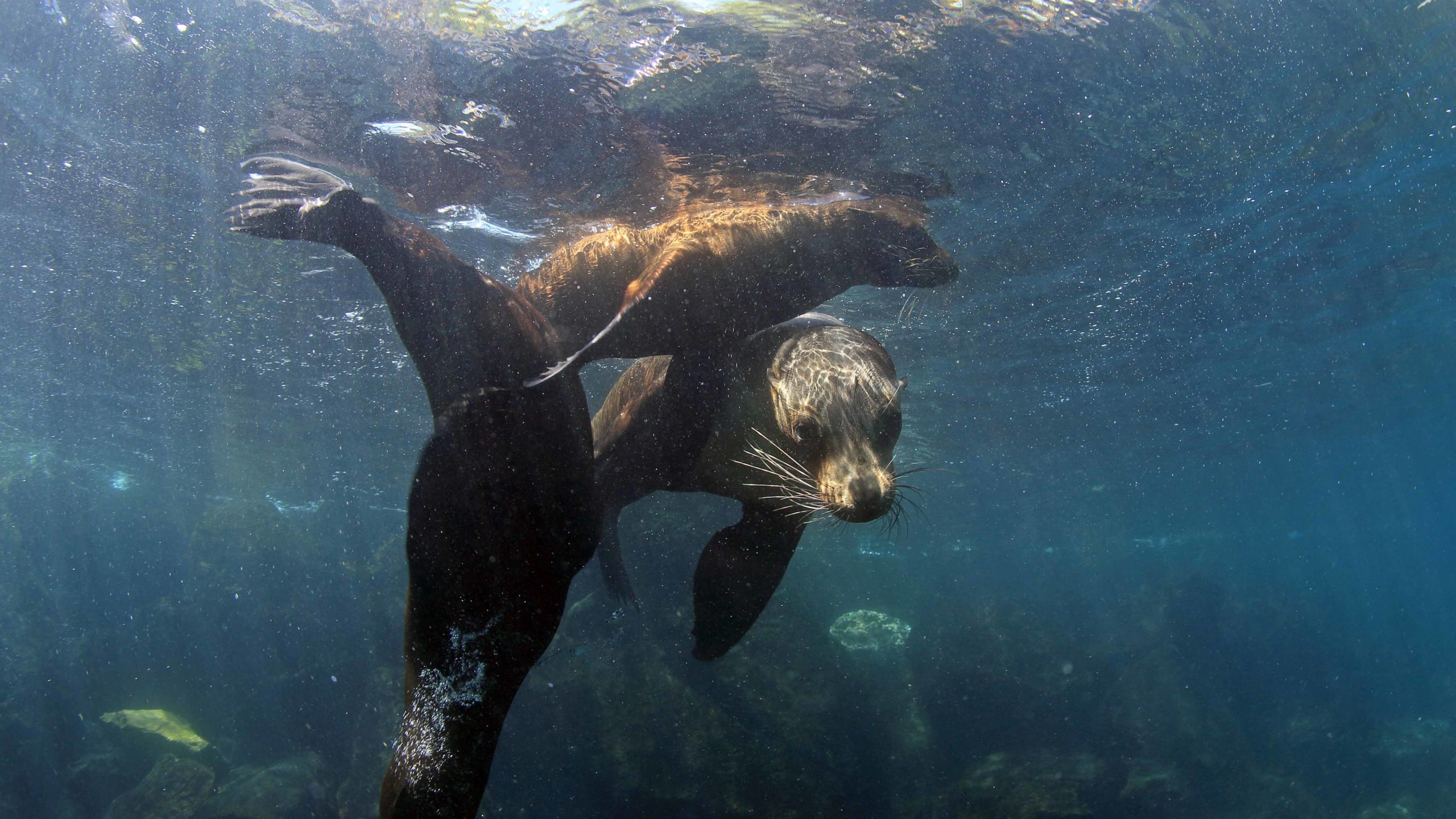 Swimming alongside Galápagos sea lions during a snorkeling Galapagos tour