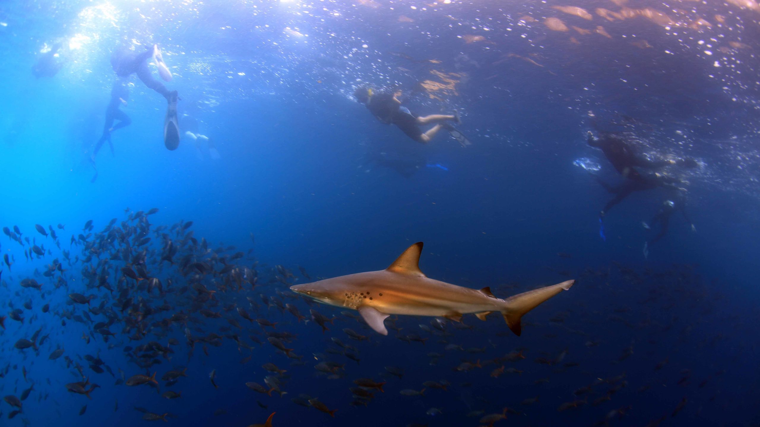 Swim with sharks during a snorkeling tour in Galápagos Islands