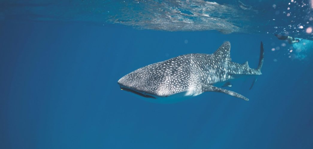 Whale Shark Snorkel photo by Lachlan Ross