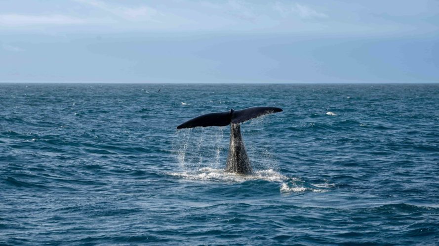 whale spotting - Galapagos cool season