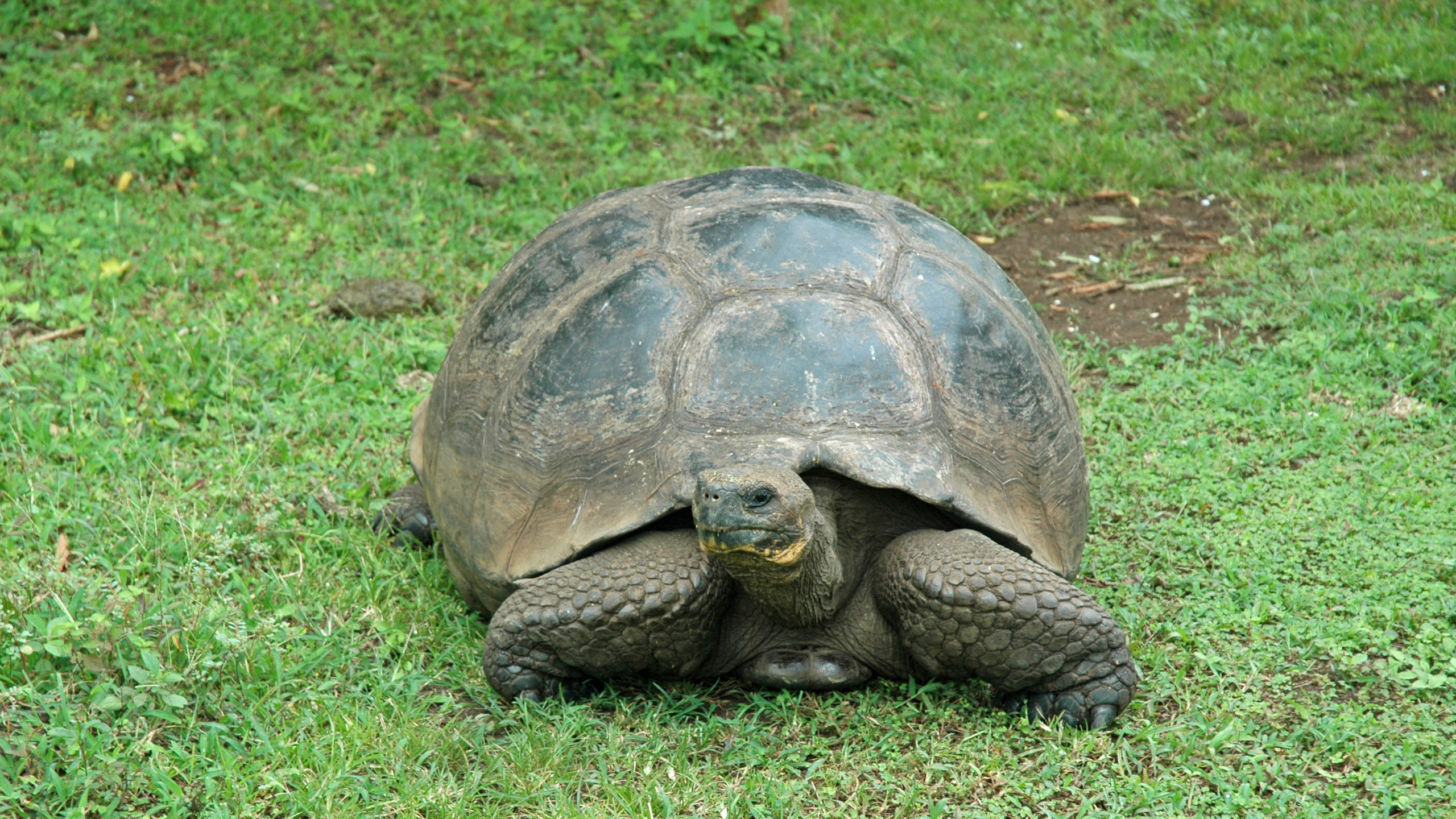 Encountering wild giant tortoises in the lush highlands of Santa Cruz Island.,