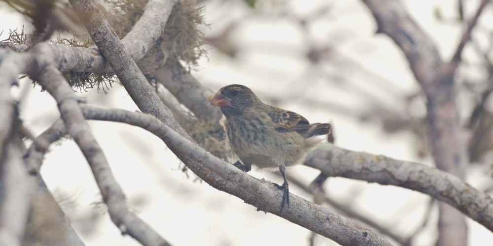 Spotting Galápagos finches along the scenic Tijeretas Trail in San Cristóbal