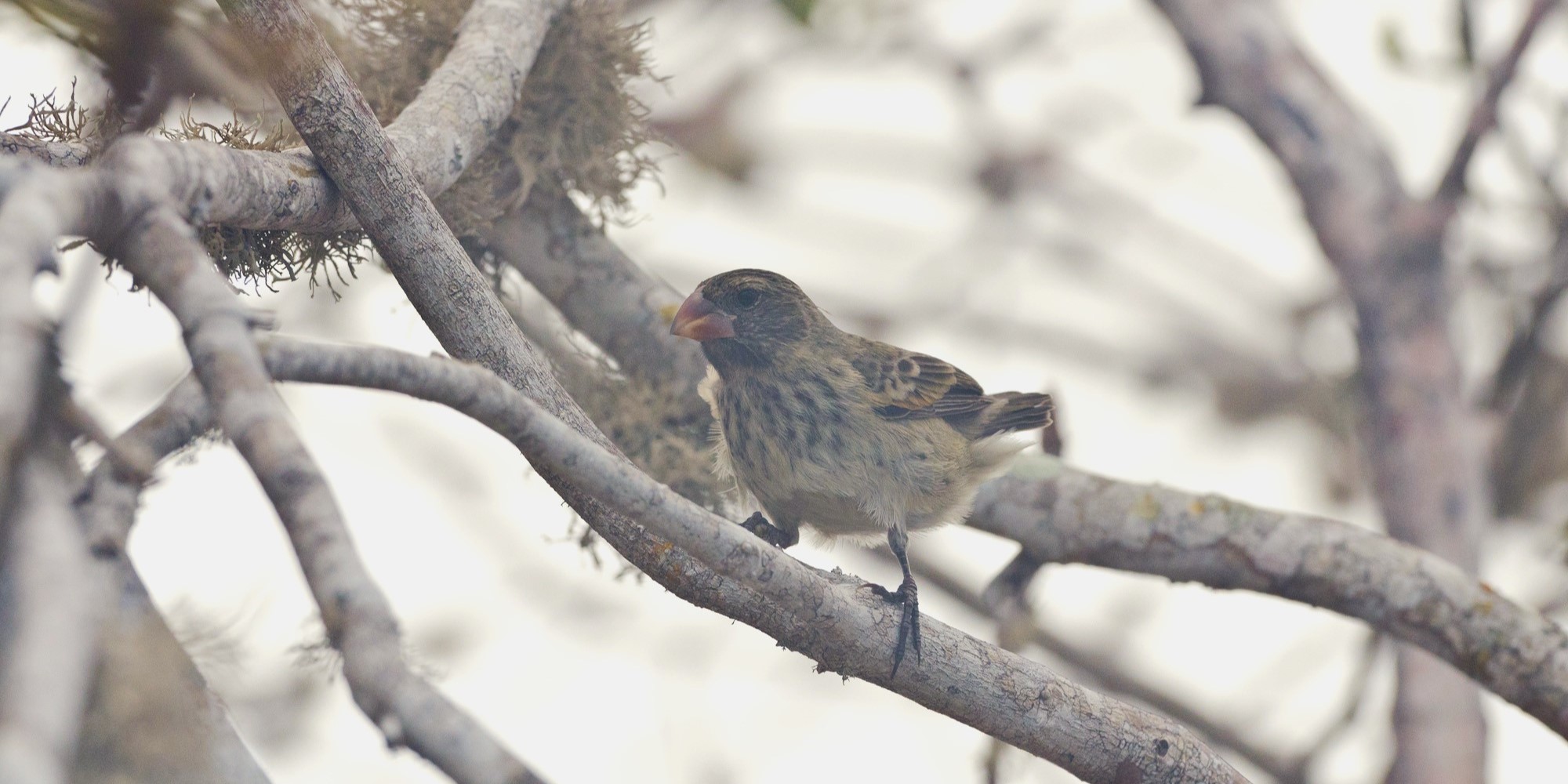 Spotting Galápagos finches along the scenic Tijeretas Trail in San Cristóbal