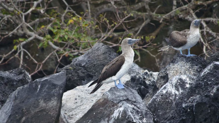 San Cristobal-Kicker Rock Tour-Coastline-Blue Footed Booby