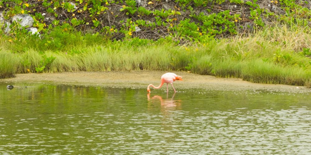 Spotting Galápagos flamingos while exploring Isabela Island Galapagos Tour