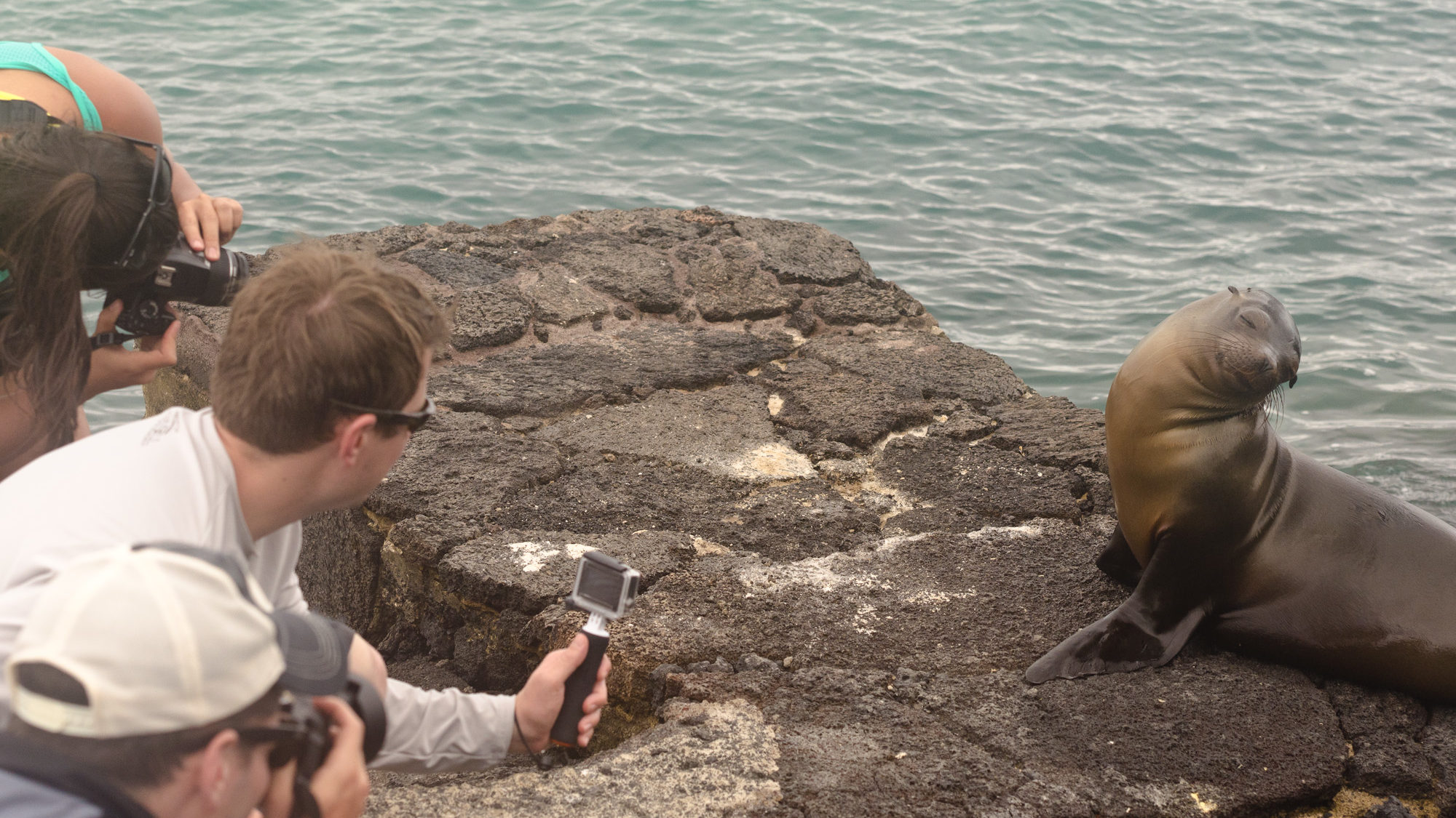 Galápagos Sea Lion Strikes a Pose
Up Close with a Playful Sea Lion
A Perfect Sea Lion Photo Moment