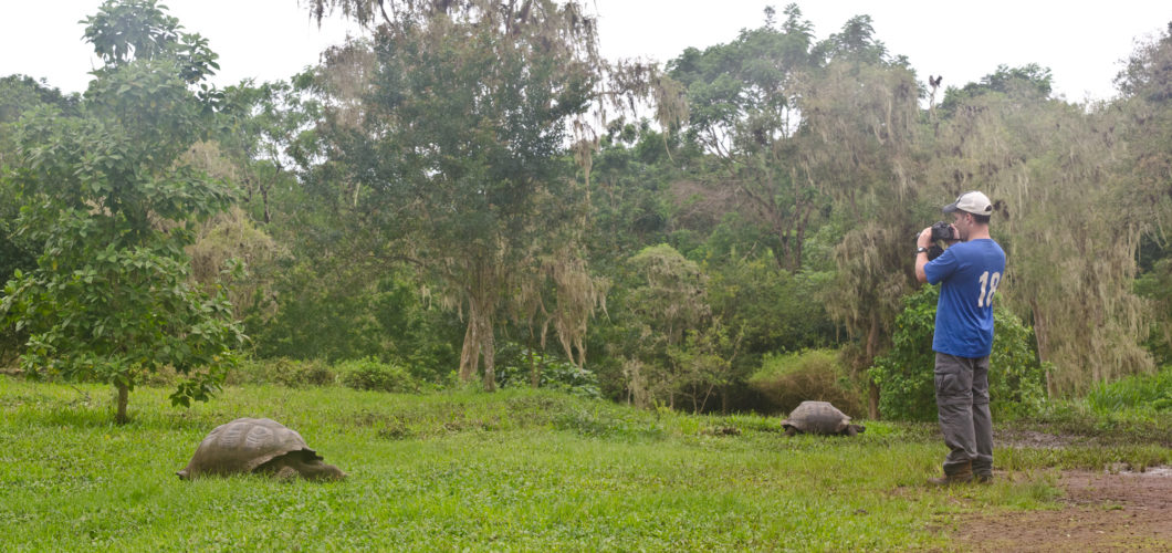 Galapagos Giant Tortoises in Santa Cruz During Galapagos Tour