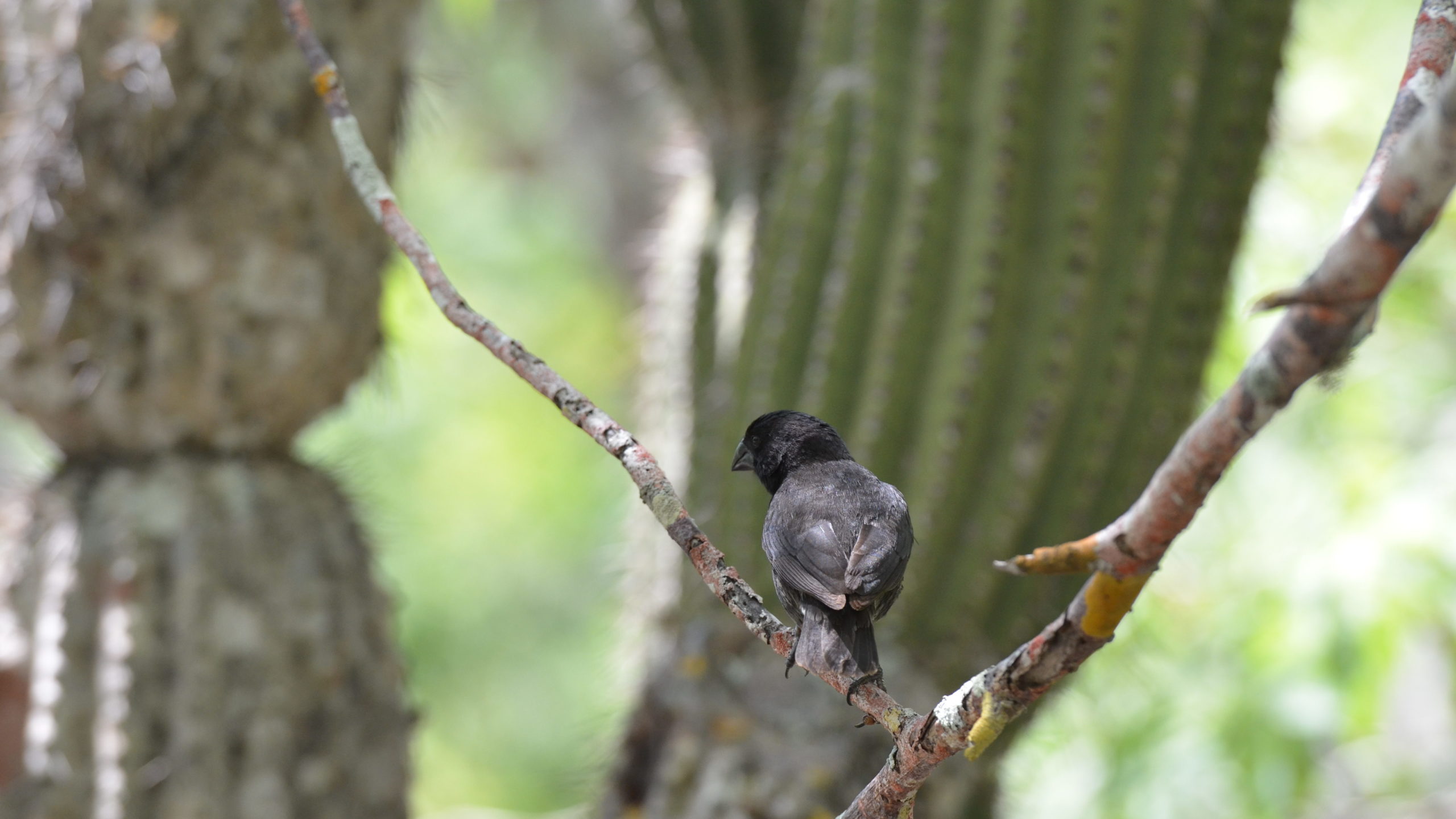Galápagos finch sighting Galapagos Tour