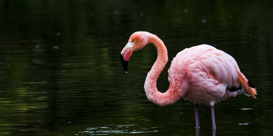 Spotting Galápagos flamingos while exploring Isabela Island Galapagos Tour