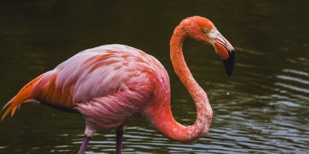 Spotting Galápagos flamingos while exploring Isabela Island Galapagos Tour