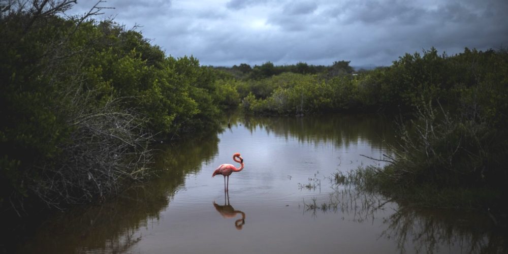 Spotting Galápagos flamingos while exploring Isabela Island Galapagos Tour