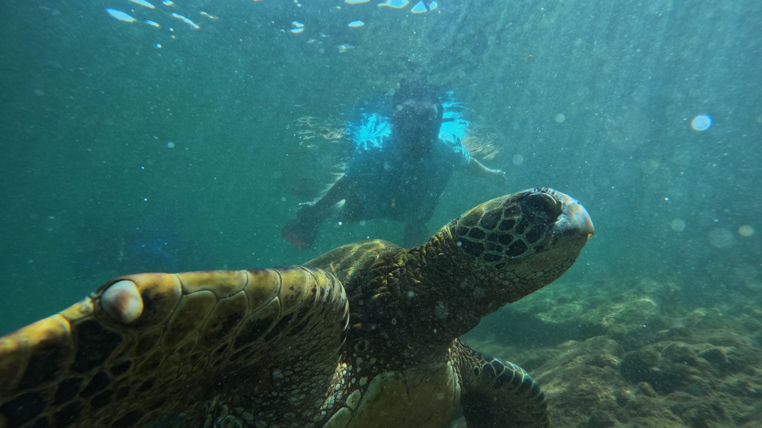 Snorkel with sea turtles in the galapagos