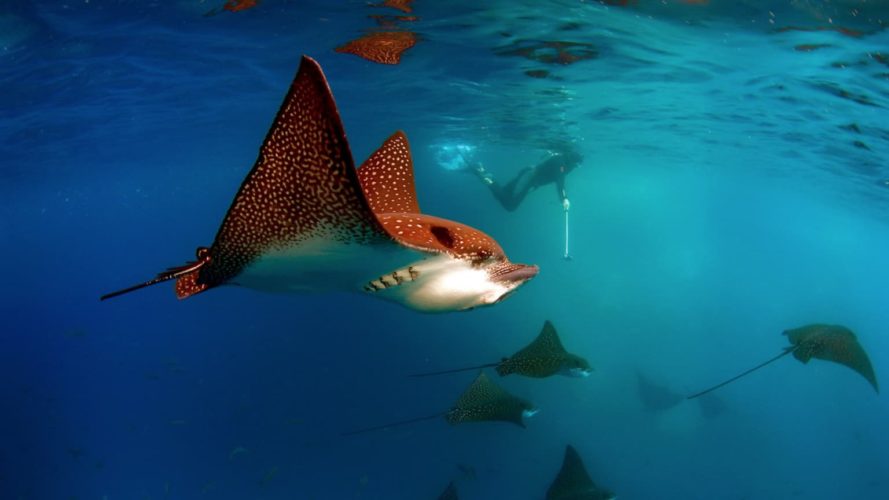 Galapagos spoted eagle ray - galapagos tour snorkel 