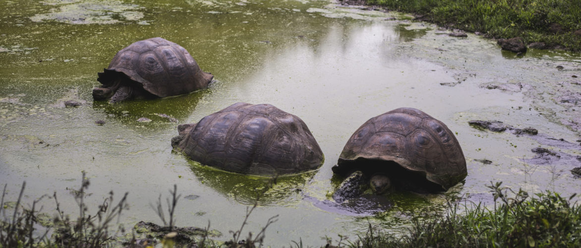 Galapagos Giant Tortoises Cool Season Galapagos Tour